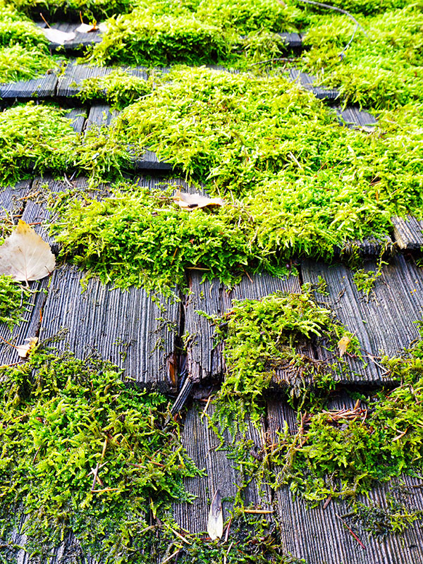 traitement dalep pe éco·r – anti lichens, algues et champignons, prêt à l’emploi traitement dalep pe éco·r – anti lichens, algues et champignons, prêt à l’emploi